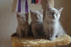 kittens boys