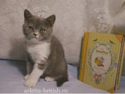 Irena-кошка, BRI a 03