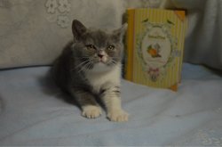 Irena-кошка, BRI a 03