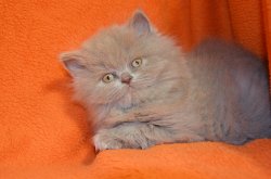 Iriska-кошка длинношерстная, BRL c