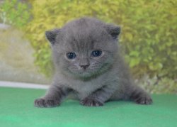 Grey Cat - BRIa, кот