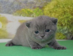 Grey Cat - BRIa, кот