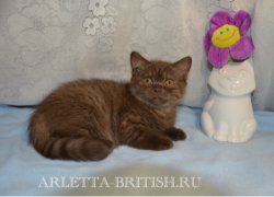 Hutella-кошка. шоколадная