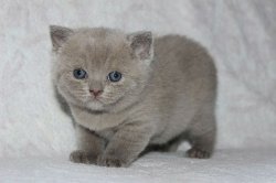 Elli-кошка-лиловая