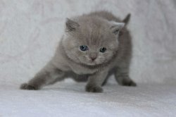 Elvin-кот-лиловый