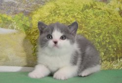 Jackon-кот, голубой с белым BRI a 03
