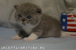 Jameson-кот, голубой с белым BRI a 03