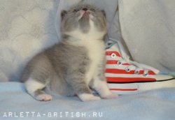 Jameson-кот, голубой с белым BRI a 03