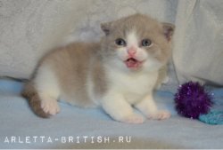 Jeremy-кот, лиловый с белым, BRI с 03