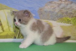 Jeremy-кот, лиловый с белым, BRI с 03