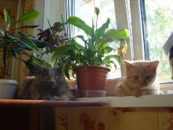две кошки в доме двойное счастье