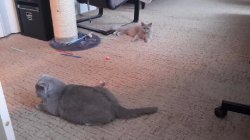две кошки в доме, двойная радость