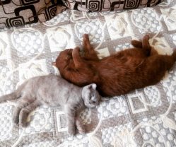 две кошки в доме, двойная радость