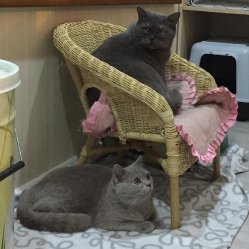 кошки дома