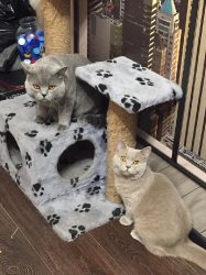 кошки дома