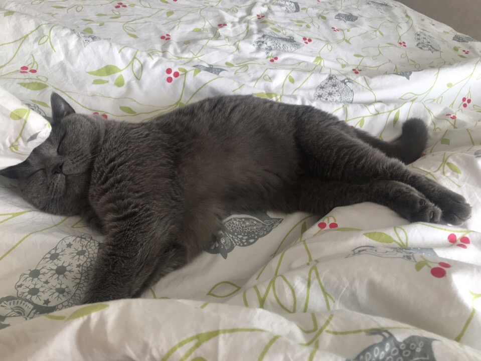 Почему кошки любят спать рядом с человеком - Питомник британских кошек  Arletta British