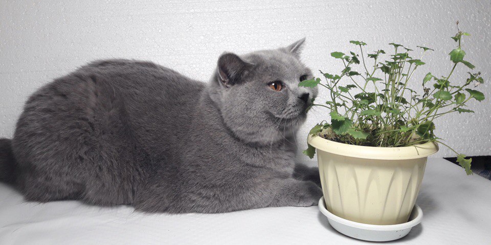 Комнатные растения, опасные для кошек￼ - Питомник британских кошек Arletta  British
